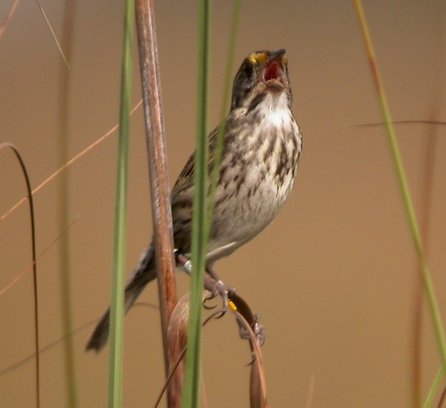 Cape Sable seaside sparrow