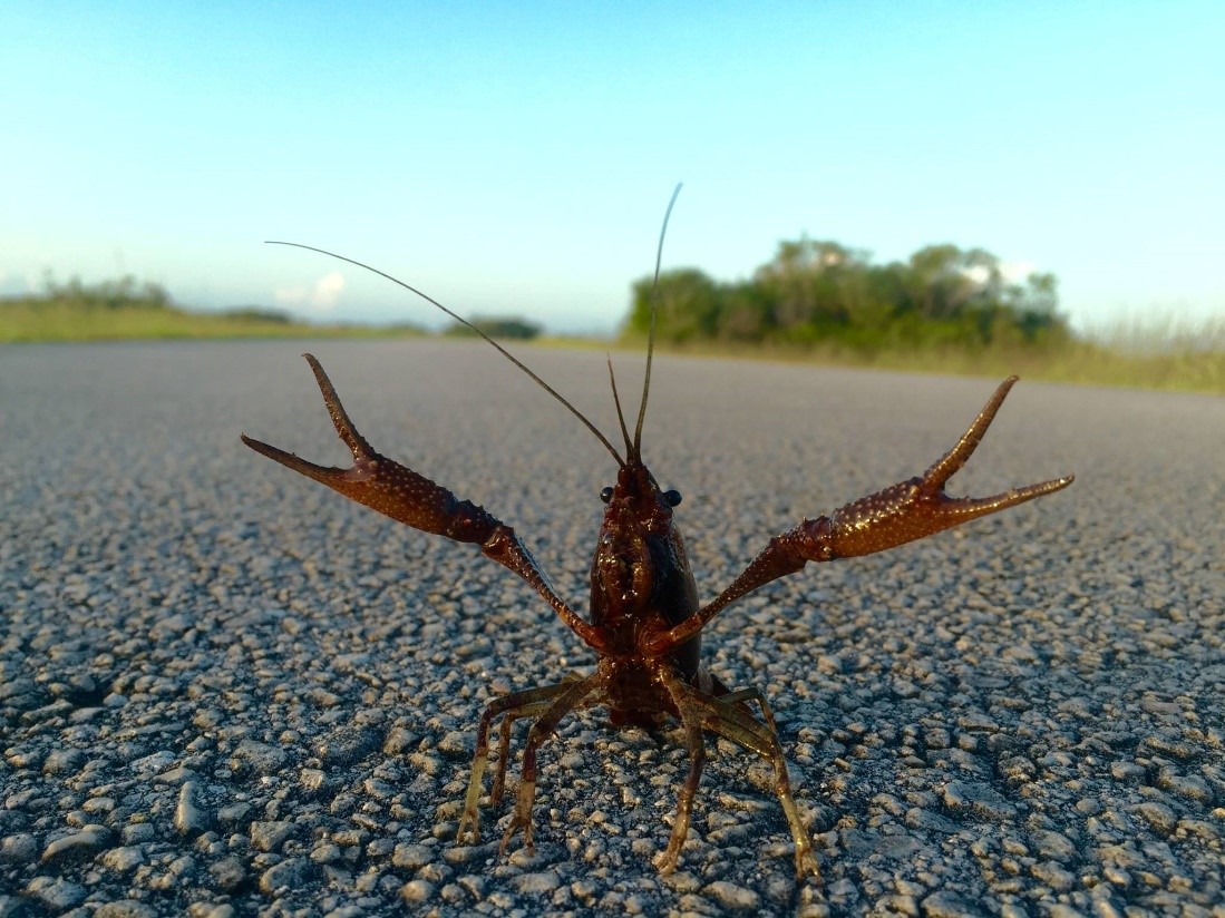 Crayfish Crayfish photo by ENP