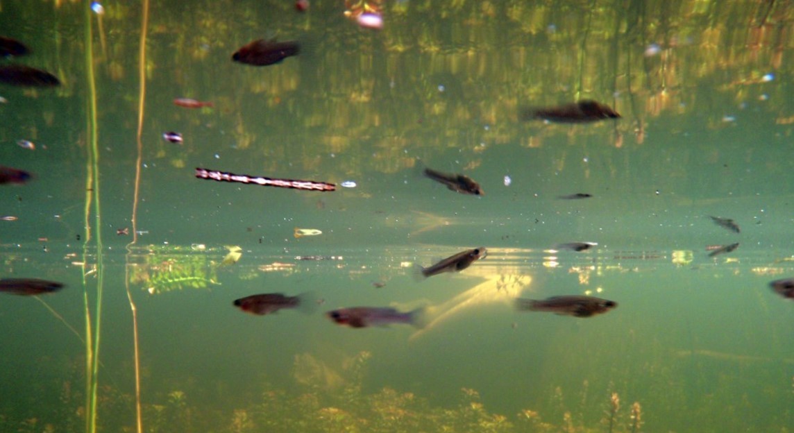 Small Fish Small Fish