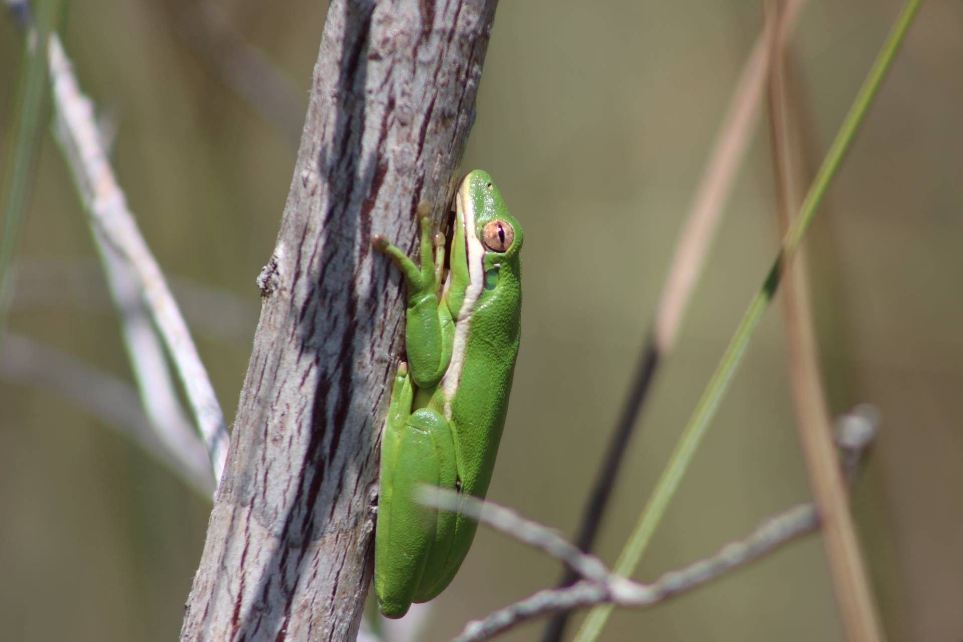Green tree frog Green tree frog