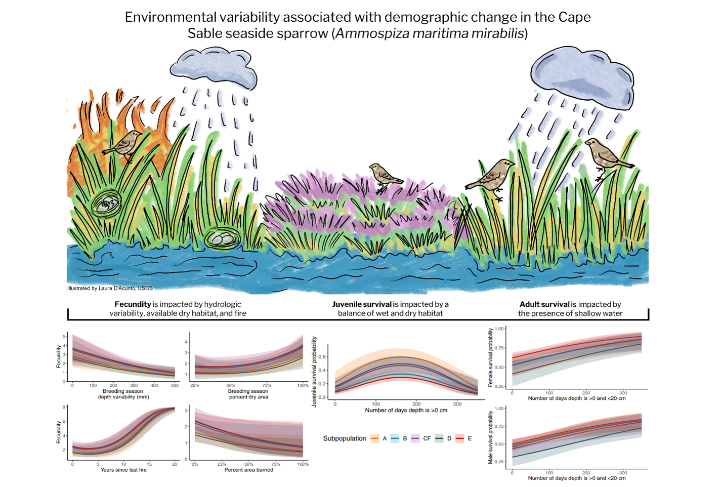Cape Sable seaside sparrow