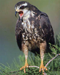 Snail Kite Snail Kite photo by Paul Conrads