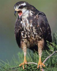 Snail Kite photo by Paul Conrads