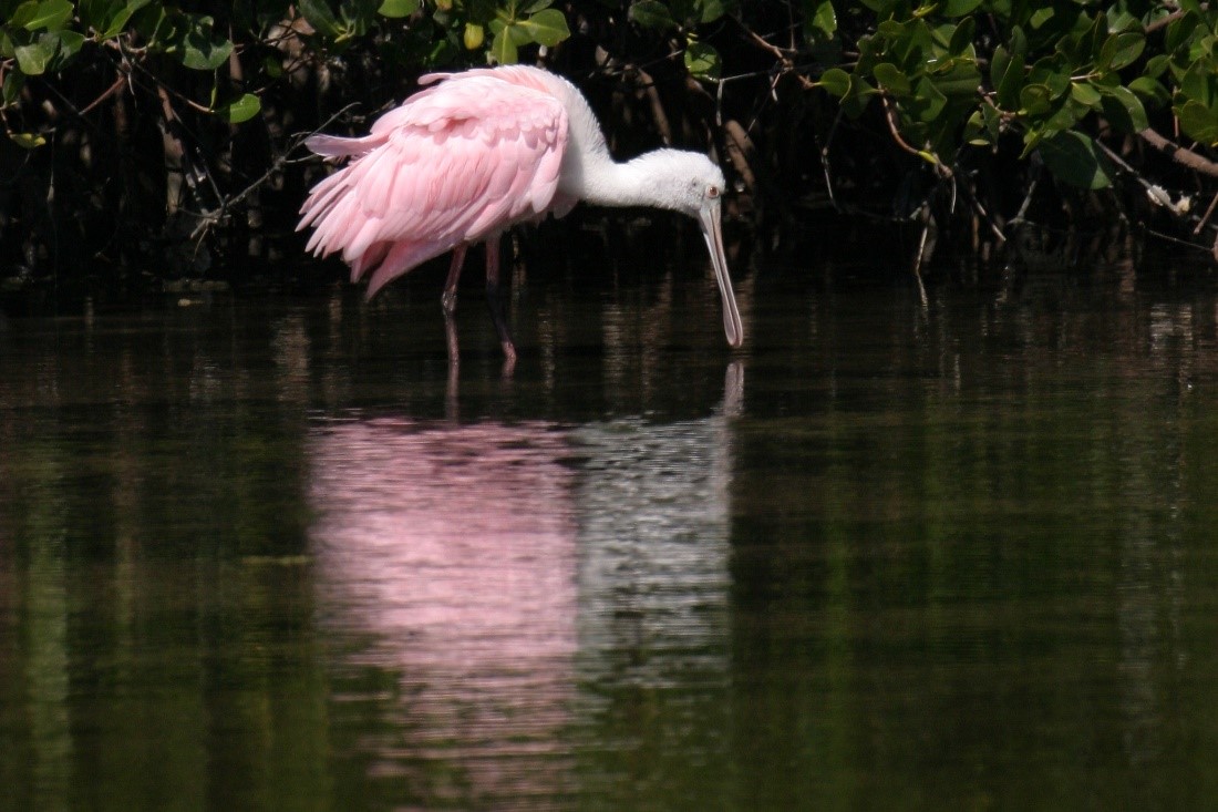 Spoonbill