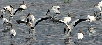 Wood Stork Photo by Elise Pearlstine